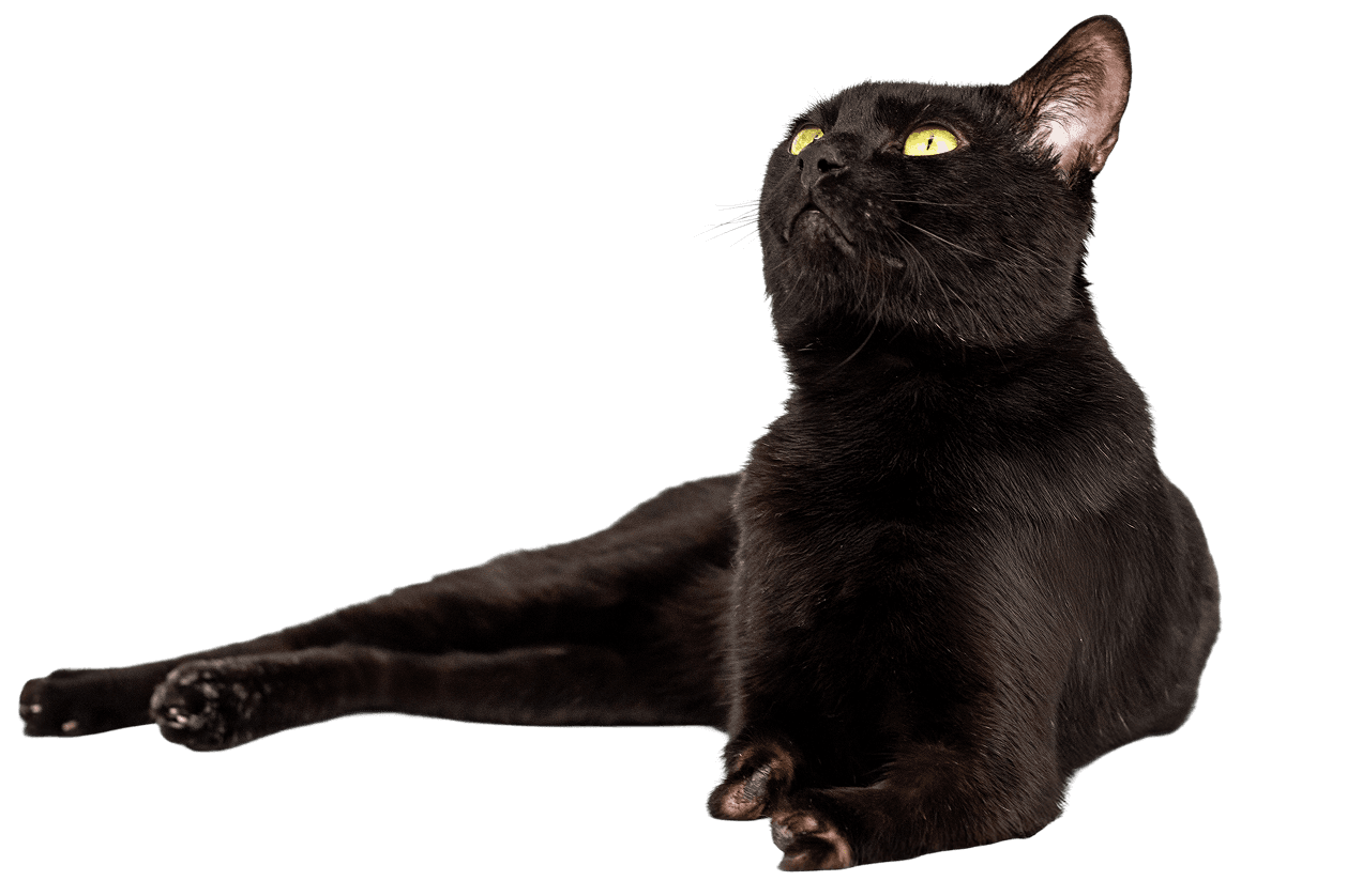 Black Pet Friday Logo