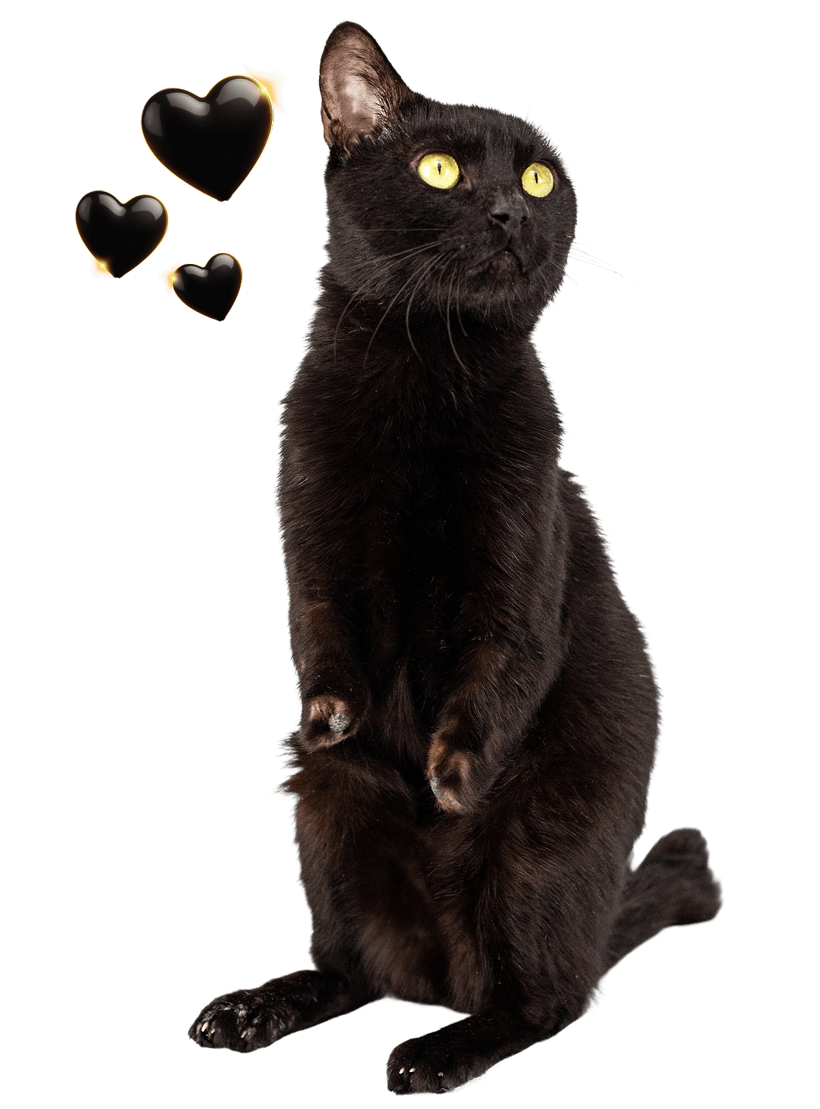 Black Pet Friday Optimized Video