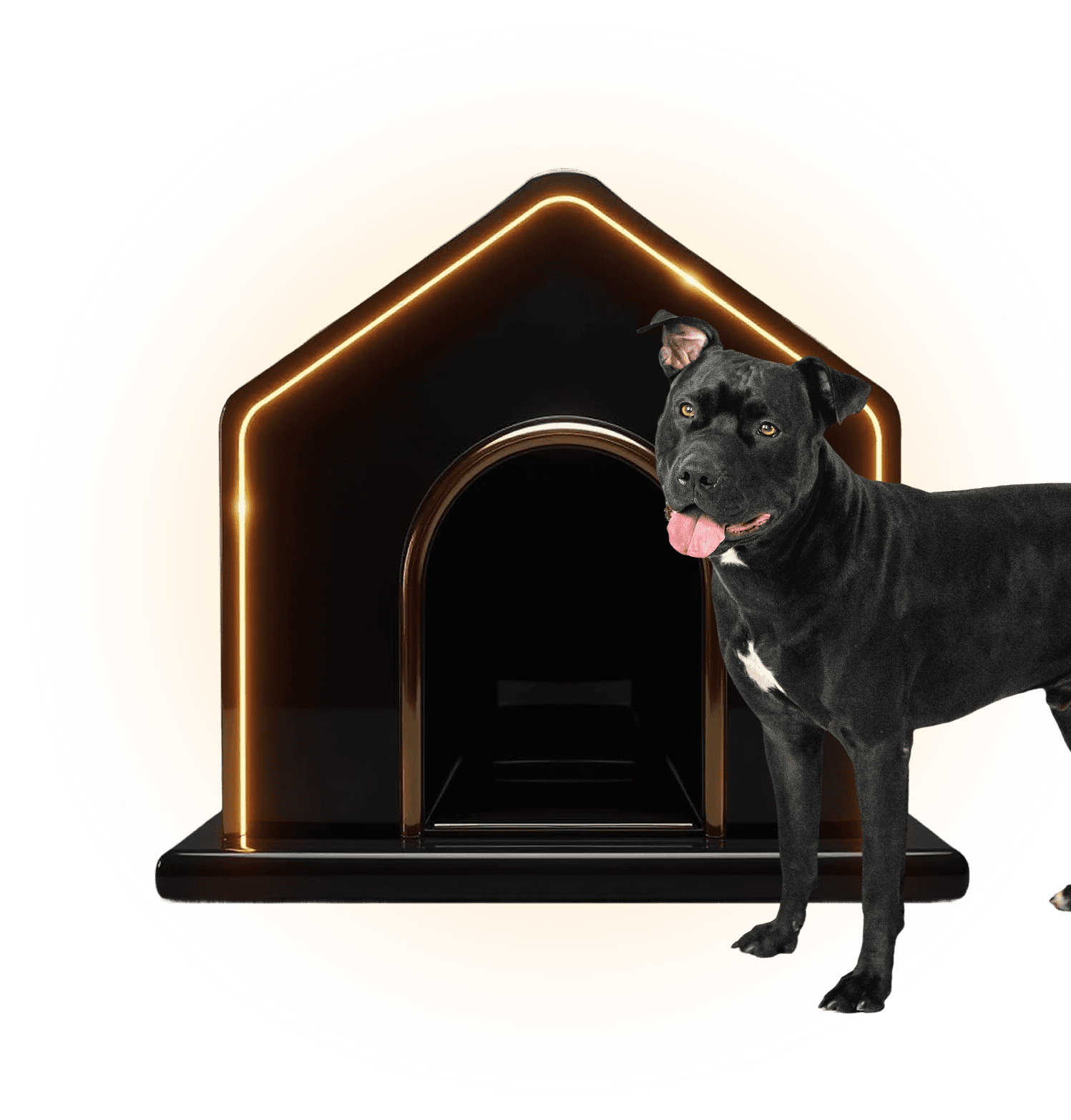 Black Pet Friday Optimized Video