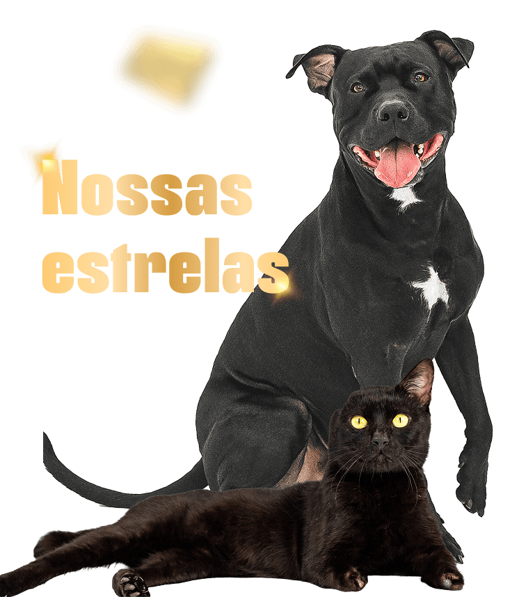 Black Pet Friday Optimized Video